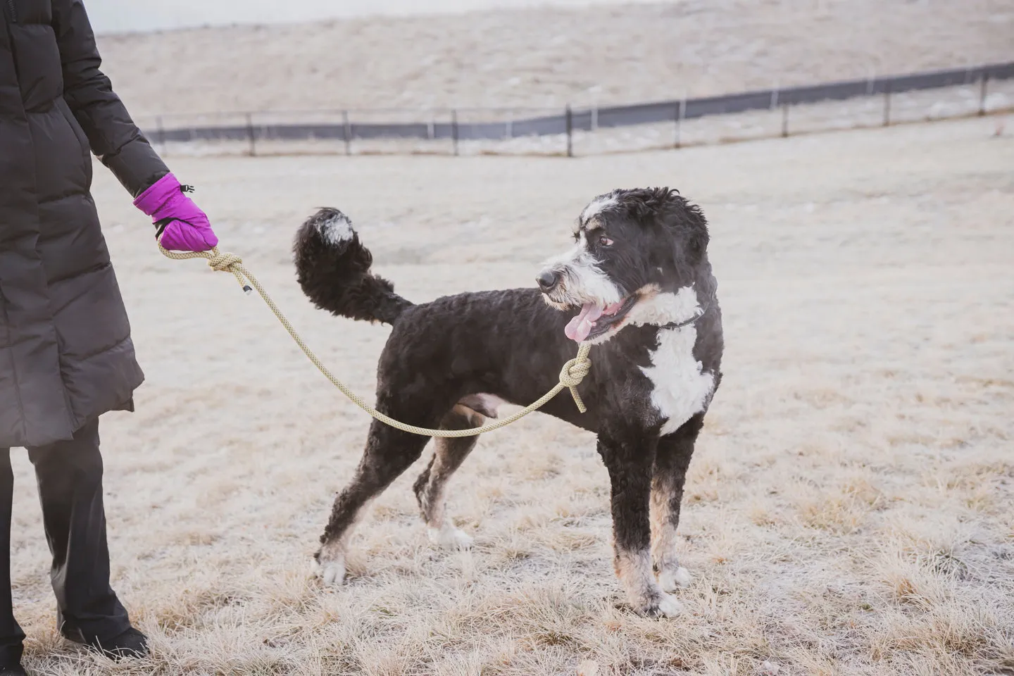 Woof! Dog Leash